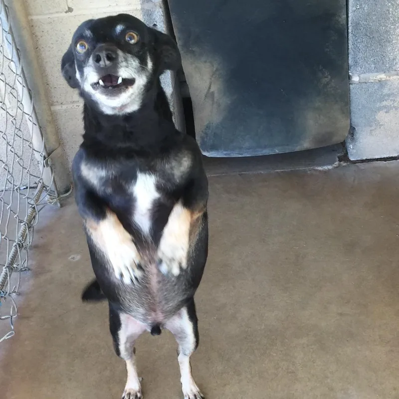 Jingleheimer thumbnail 2