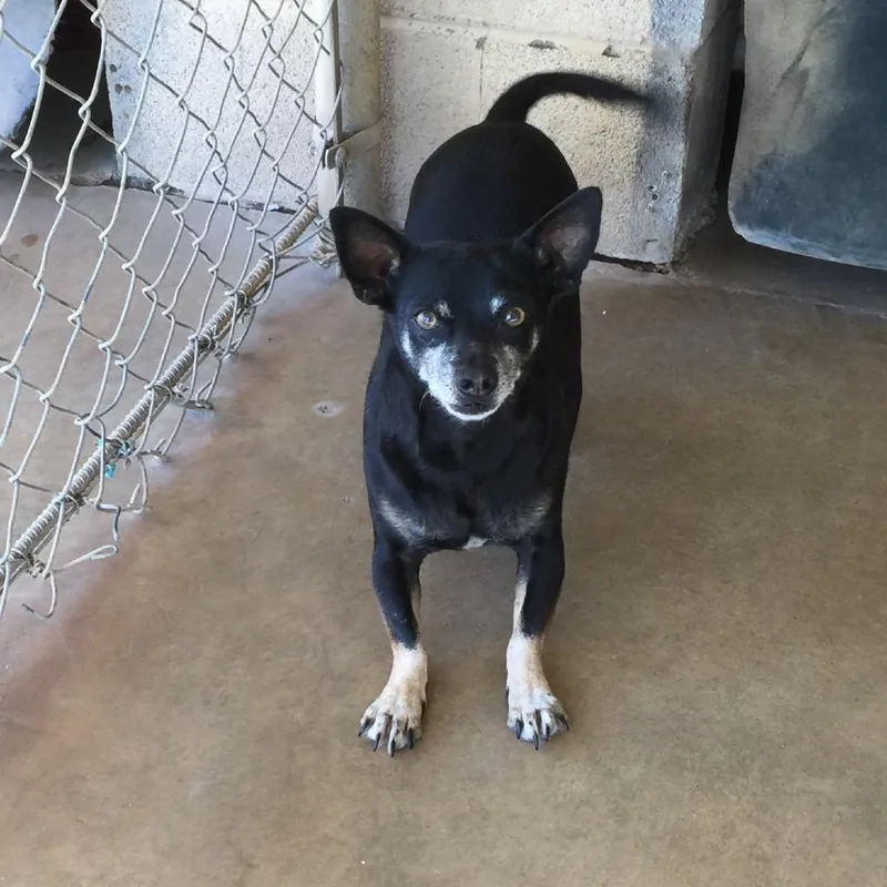 Jingleheimer thumbnail 3