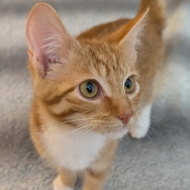 A baby small-sized female Orange / Red Domestic Short Hair cat named Kaa for adoption in DeKalb, IL