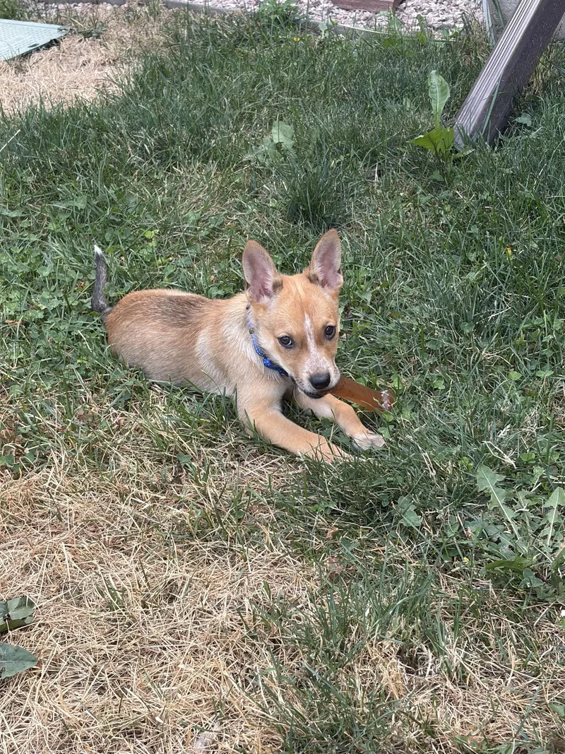 A baby medium-sized female Husky dog named Lainey for adoption in Aurora, CO