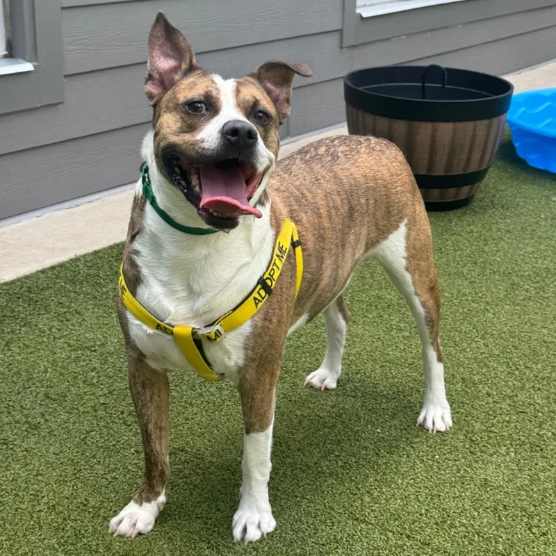 An adult large-sized male Brindle Pit Bull Terrier dog named Golf for adoption in Greensboro, NC