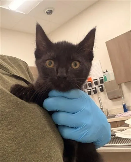 A baby small-sized female Domestic Medium Hair cat named Honeybun for adoption in Baytown, TX