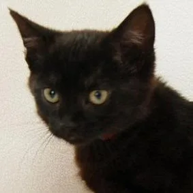 A baby small-sized female Black Domestic Short Hair cat named Destin for adoption in Calverton, NY