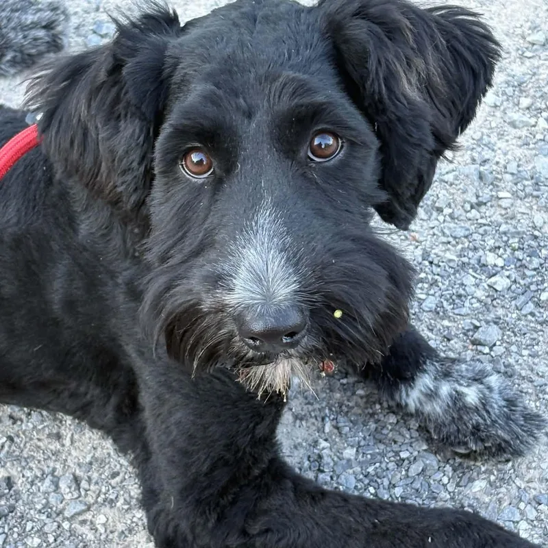 A baby medium-sized female Black Poodle dog named Lucy Lou for adoption in Brockport, NY
