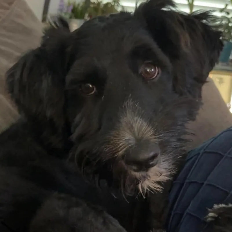 Lucy Lou thumbnail 3