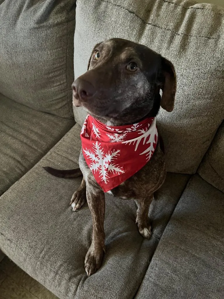 A young medium-sized male Labrador Retriever dog named Picasso for adoption in Greenwood, MS