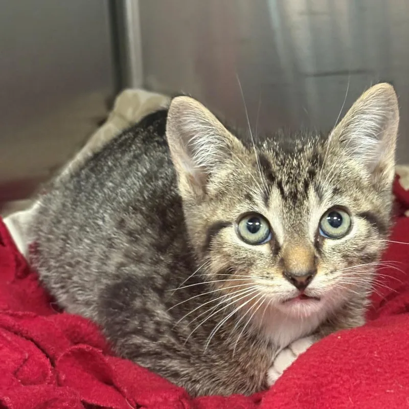A baby small-sized male Brown / Chocolate Domestic Short Hair cat named Mikael for adoption in East Hanover, NJ