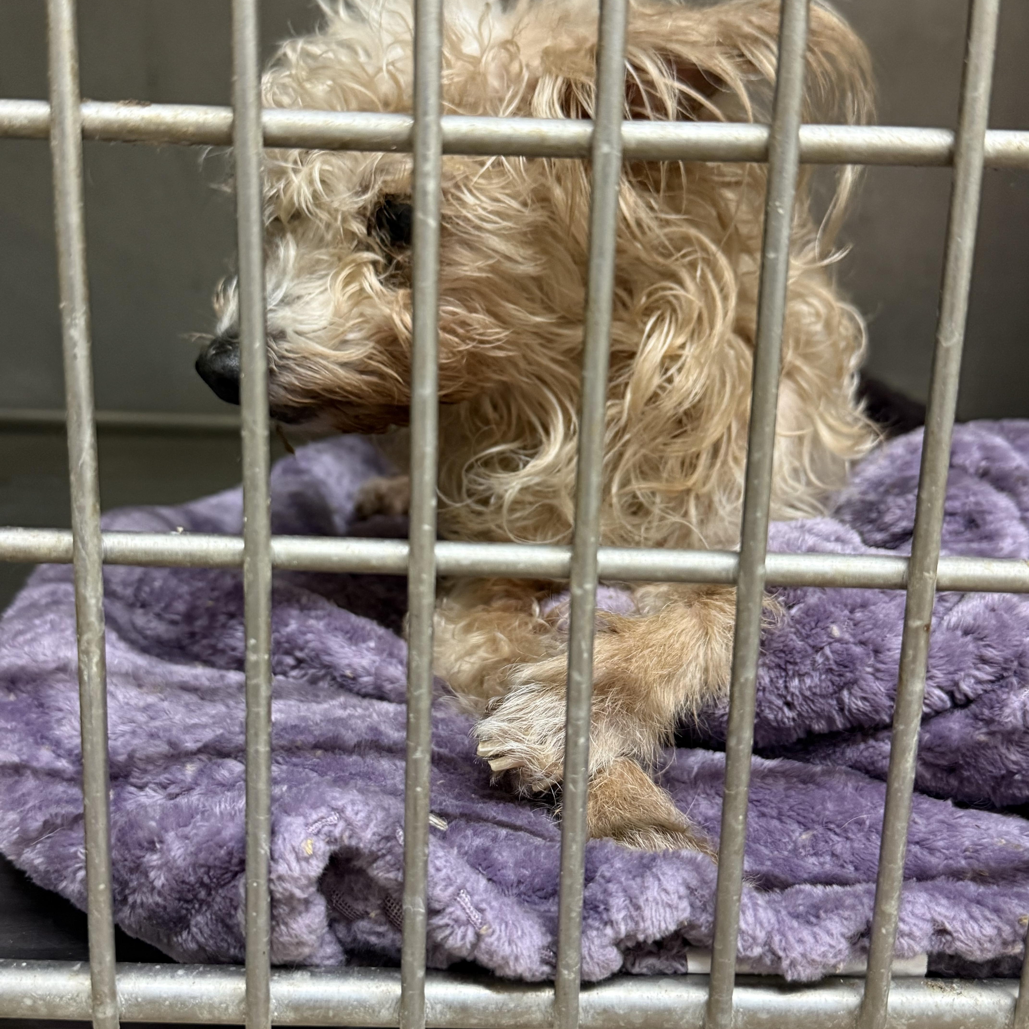 A senior small-sized female White / Cream Poodle dog named April for adoption in Blue Springs, MO