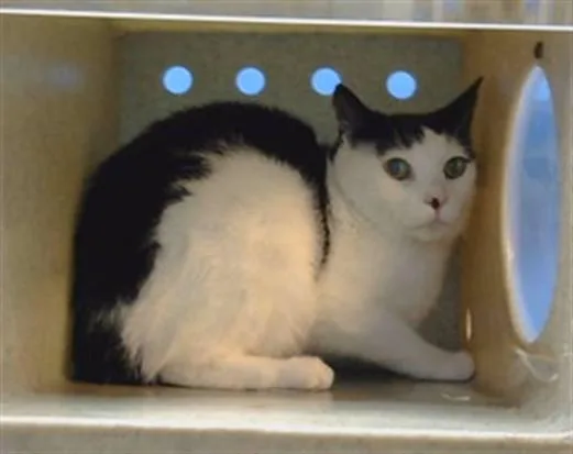 A senior medium-sized female Domestic Short Hair cat named Sweetie for adoption in Gardena, CA