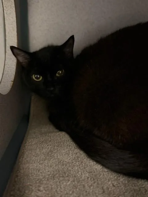 A young medium-sized female Domestic Short Hair cat named Void for adoption in Agoura, CA