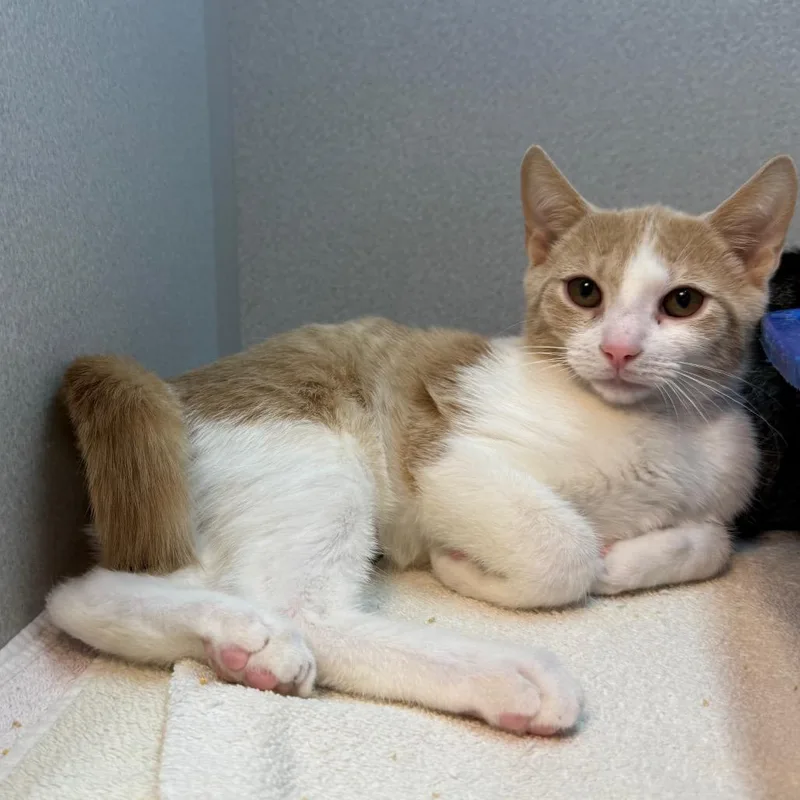 A baby small-sized male Buff / Tan / Fawn Domestic Short Hair cat named Kobe Bryant for adoption in Pittsburgh, PA