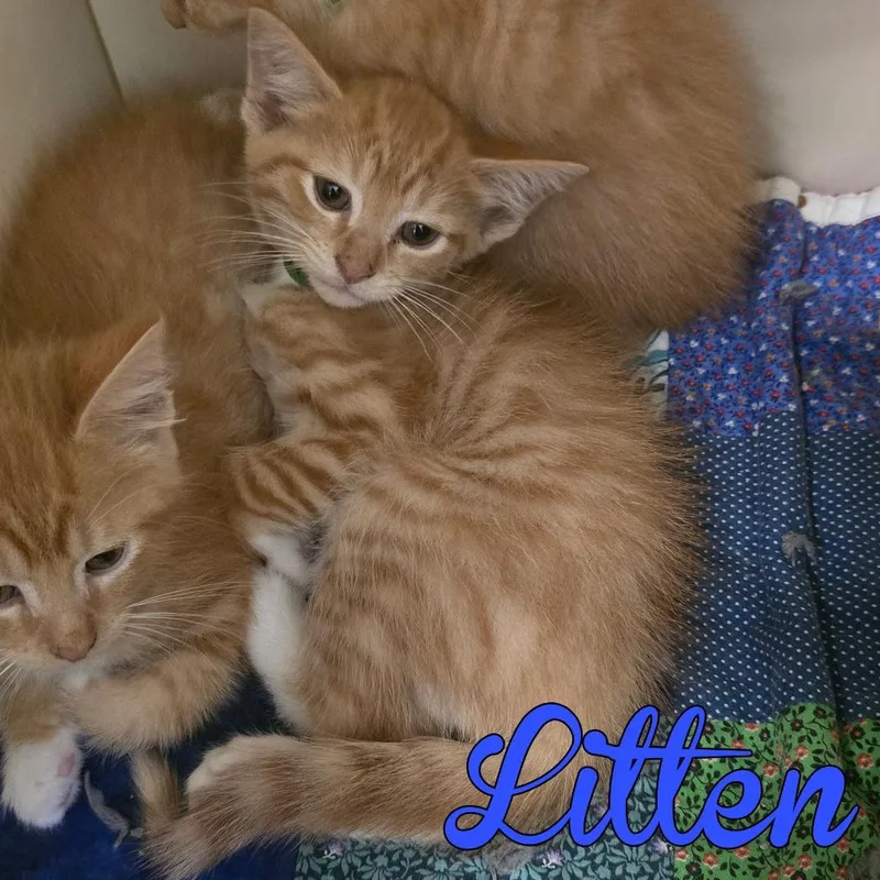 A baby small-sized male Domestic Short Hair cat named Litten for adoption in Hillsboro, OH