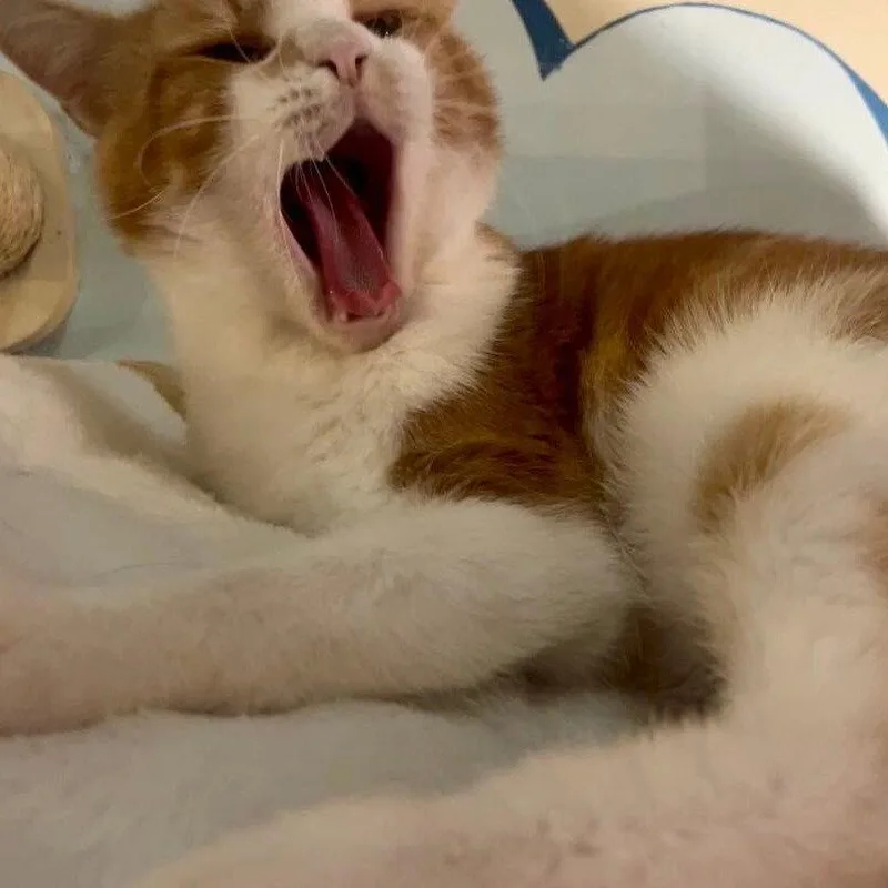 An adult medium-sized male Orange & White Domestic Short Hair cat named Draco for adoption in Brooklyn, NY