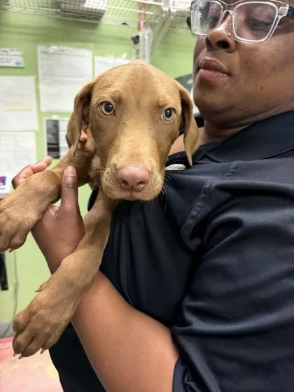 A baby large-sized male Labrador Retriever dog named Reese`s for adoption in New Orleans, LA