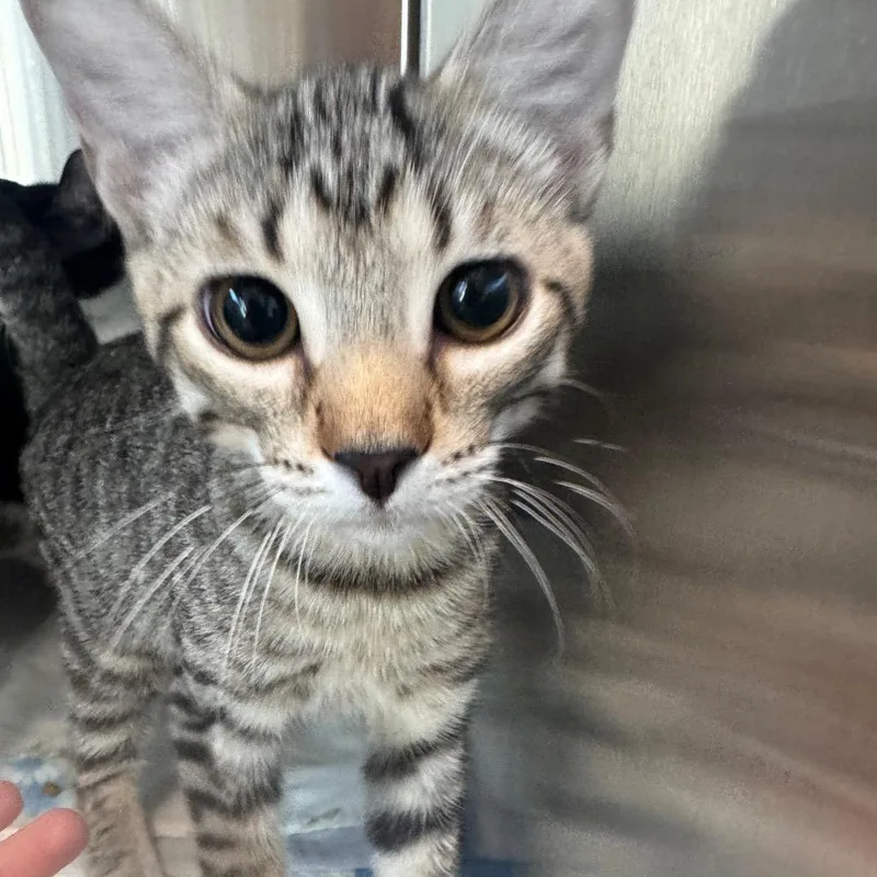 A baby medium-sized male Domestic Short Hair cat named Jamie for adoption in Tampa, FL