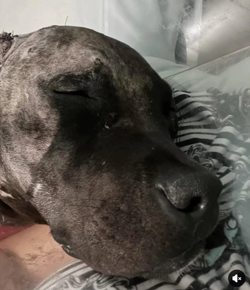 A young medium-sized male Pit Bull Terrier dog named Phineas for adoption in Houston, TX