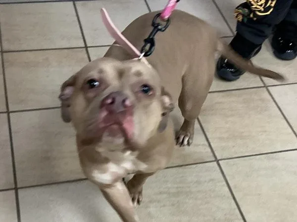 An adult medium-sized female Pit Bull Terrier dog named Lola for adoption in Virginia Beach, VA
