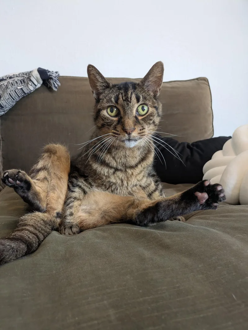 Poirot N  Easygoing thumbnail 2