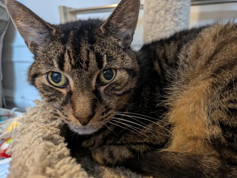 Poirot N  Easygoing thumbnail 3