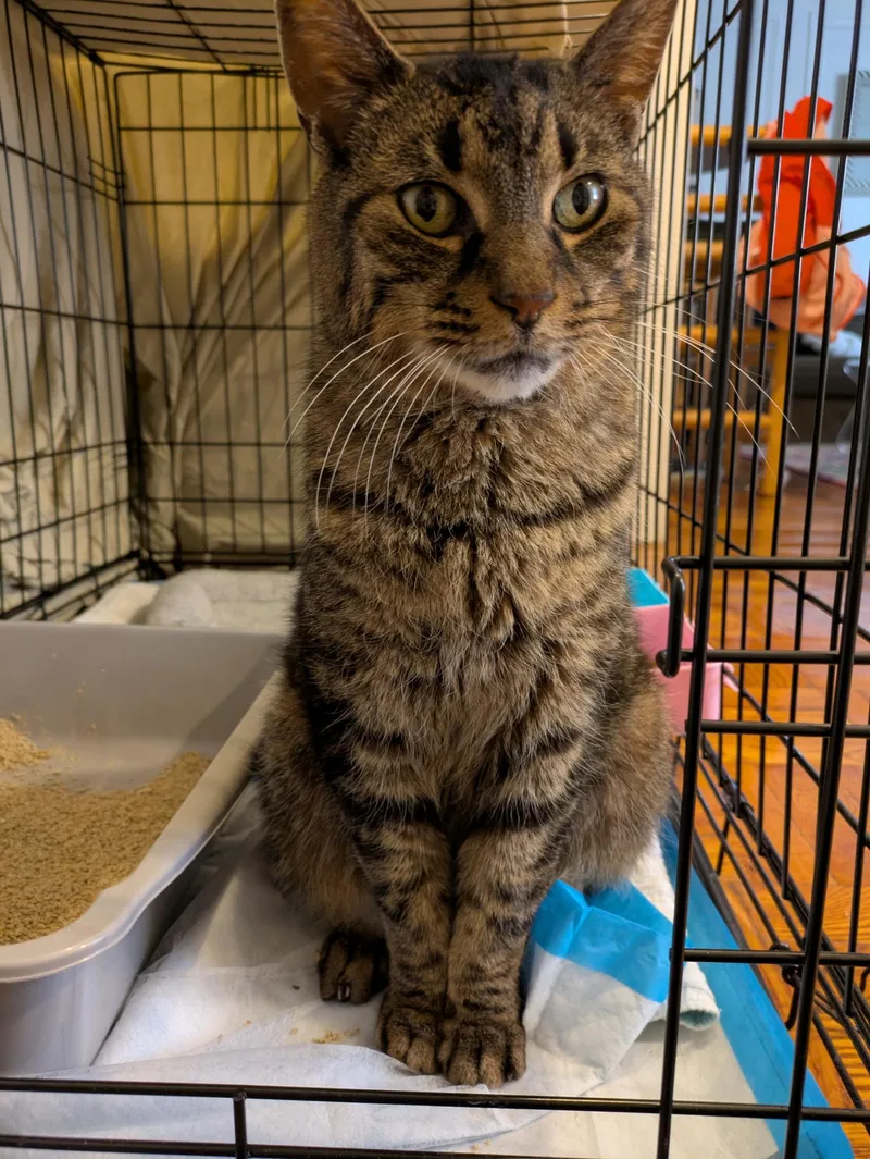 Poirot N  Easygoing thumbnail 4