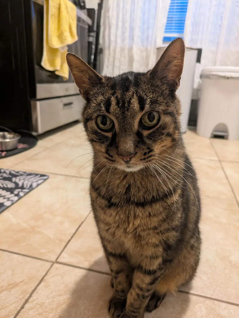 Poirot N  Easygoing thumbnail 5