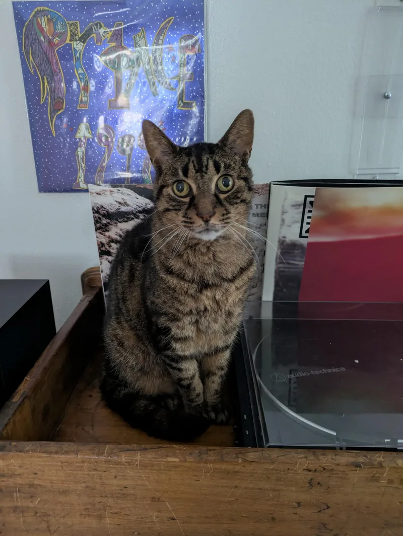 Poirot N  Easygoing thumbnail 6