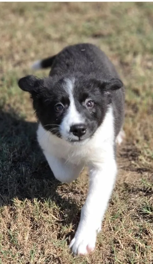 A baby large-sized female Great Pyrenees dog named Hattie for adoption in Morrilton, AR