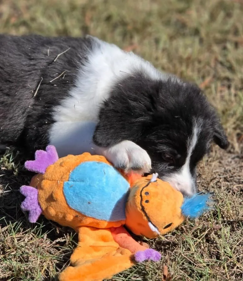 Hattie thumbnail 3