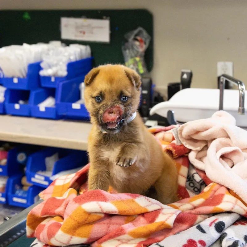 A baby small-sized male Brown / Chocolate Shepherd dog named Peanut for adoption in Pasadena, CA