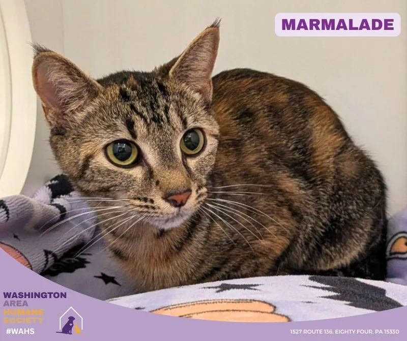 An adult medium-sized female Torbie Domestic Short Hair cat named Marmalade for adoption in Eighty Four, PA