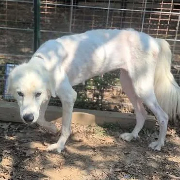 An adult medium-sized female Great Pyrenees dog named Glimmer for adoption in Dover, AR