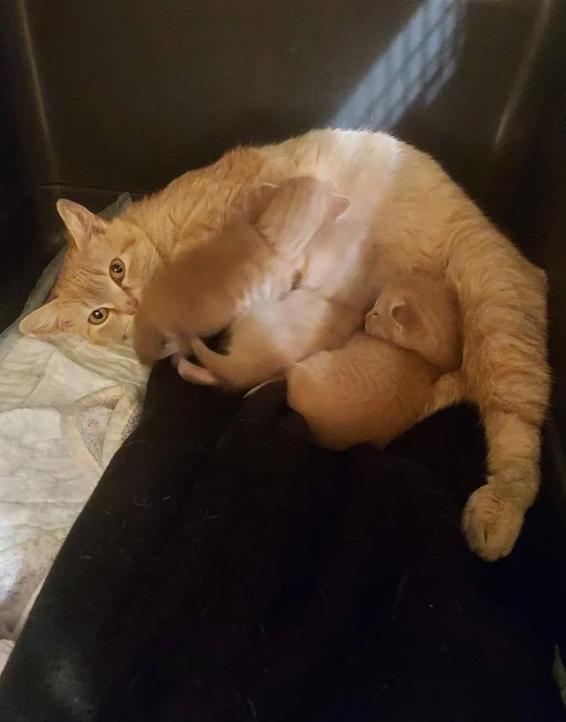 A baby medium-sized female Domestic Medium Hair cat named Clare for adoption in Hartsville, SC