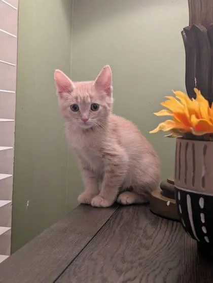 A baby small-sized male Domestic Short Hair cat named Raja for adoption in Westland, MI