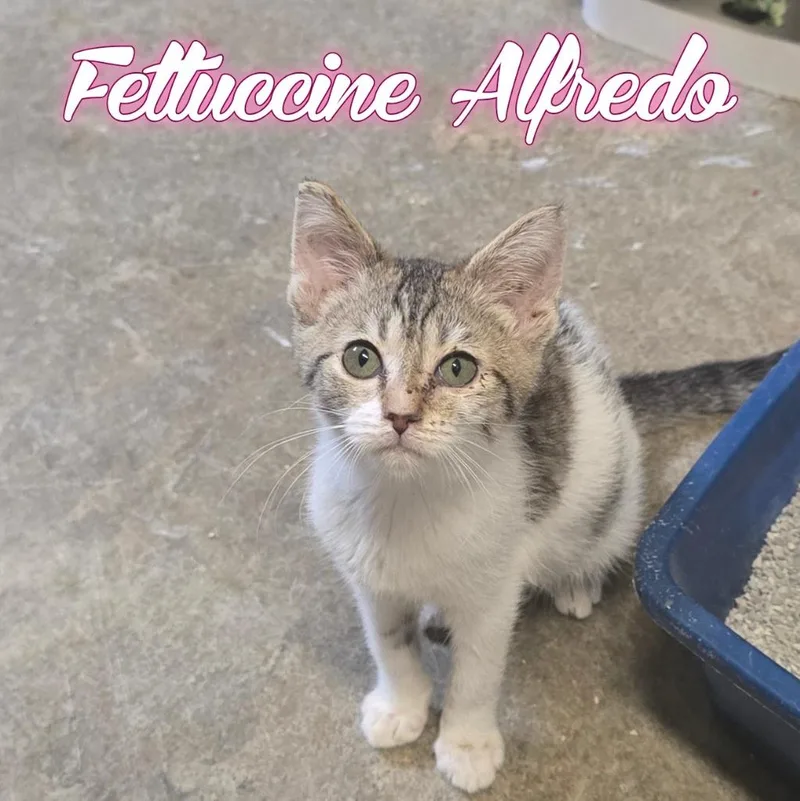 A baby small-sized female Domestic Short Hair cat named Fettuccini Alfredo for adoption in Hillsboro, OH