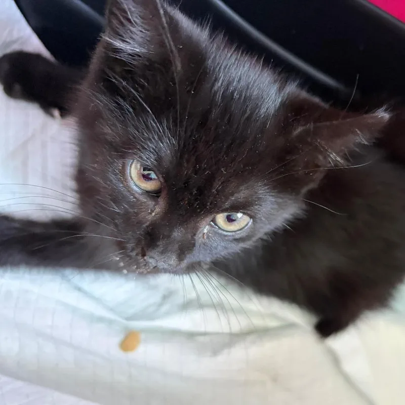 A baby small-sized female Black Domestic Short Hair cat named Astrid for adoption in New York, NY