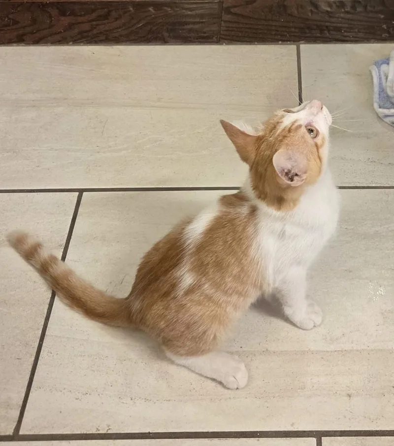 A baby small-sized male Domestic Short Hair cat named Rocket C for adoption in Dallas, TX