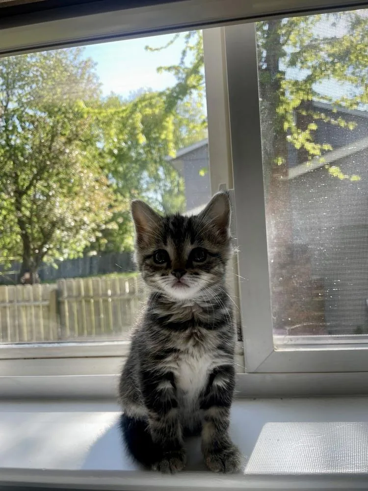 A baby small-sized female Domestic Short Hair cat named Scout for adoption in Ferndale, MI