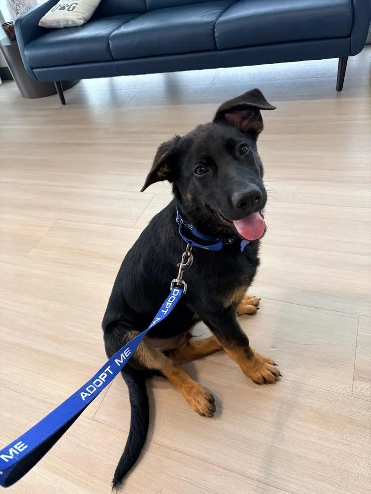 A baby large-sized male Brown / Chocolate German Shepherd Dog dog named Walter for adoption in Frisco, TX