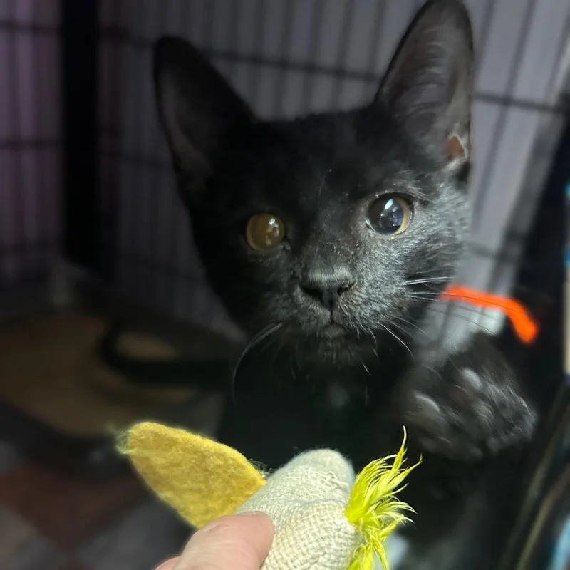 A baby small-sized female Black Domestic Short Hair cat named My Driving Moccasins for adoption in Davenport, IA