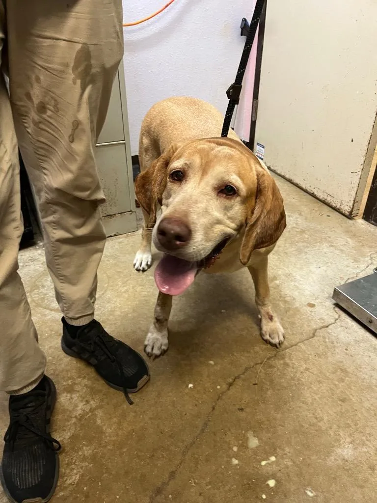 A young extra large-sized female Labrador Retriever dog named Kotara for adoption in New Braunfels, TX