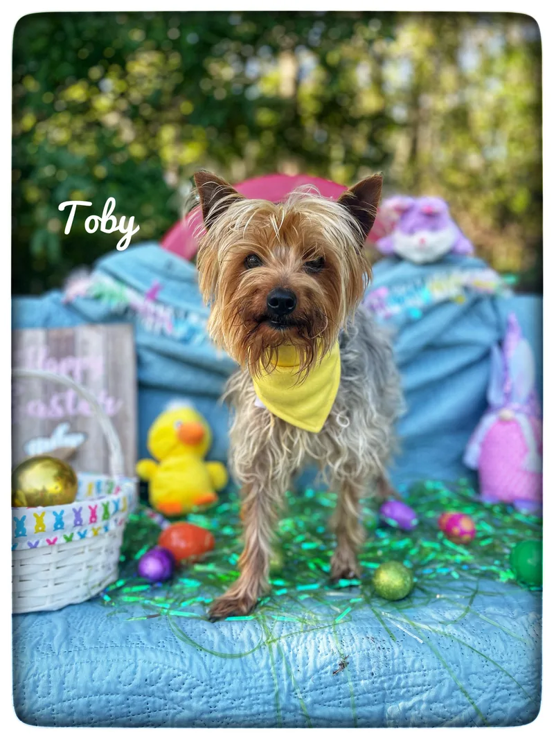 Toby