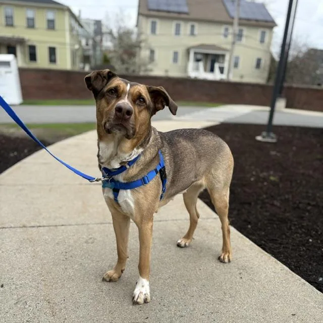 An adult large-sized female Labrador Retriever dog named Sophia for adoption in Boston, MA