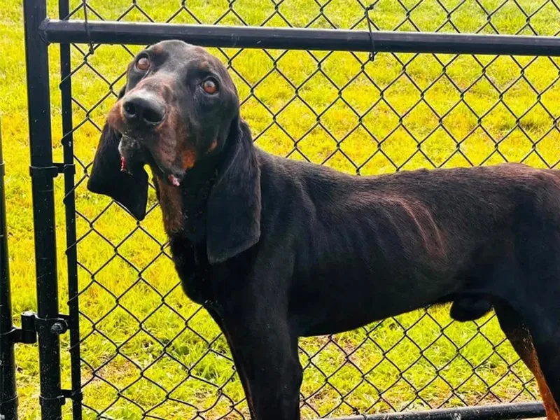 A young large-sized male Black and Tan Coonhound dog named Murray for adoption in Leawood, KS