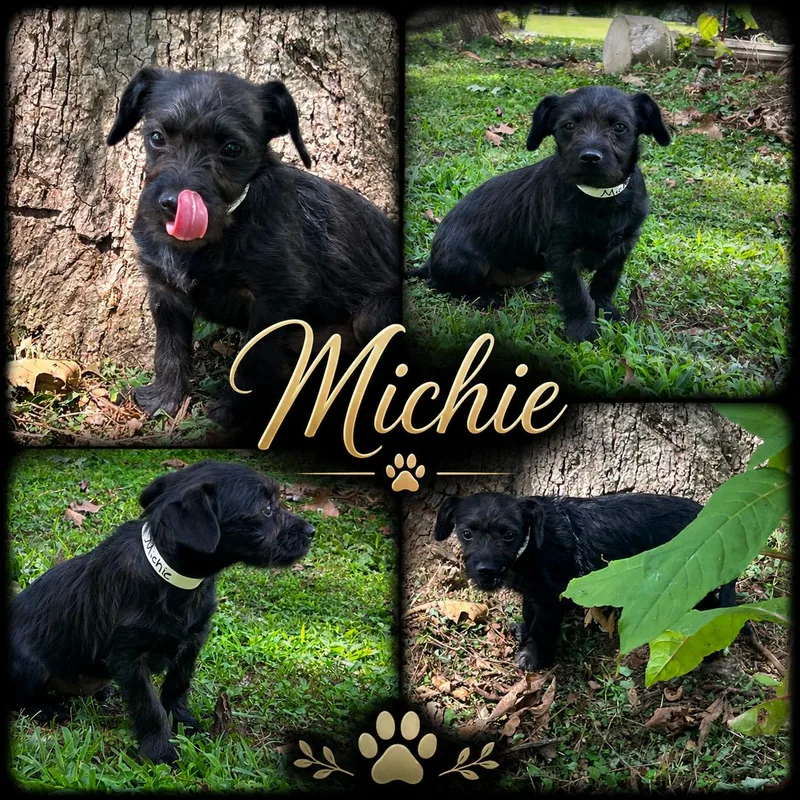 A young small-sized female Black Terrier dog named Michie for adoption in Jackson, TN