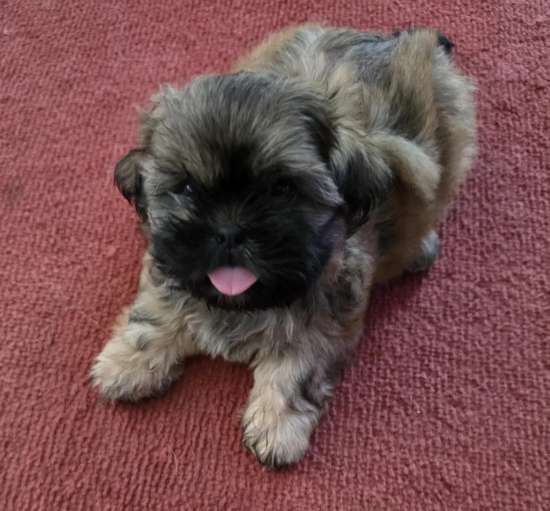 A baby small-sized male Shih Tzu dog named Hansel for adoption in Rochester, NY