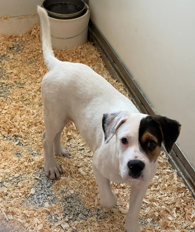 A baby medium-sized male Border Collie dog named Tory's Pup Baby Boy for adoption in Coatesville, PA