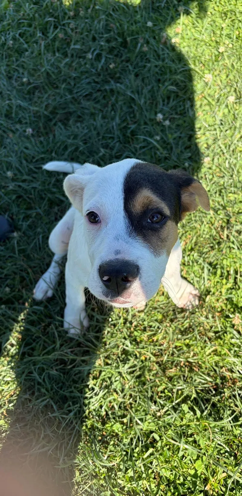 Tory's Pup Baby Boy thumbnail 2