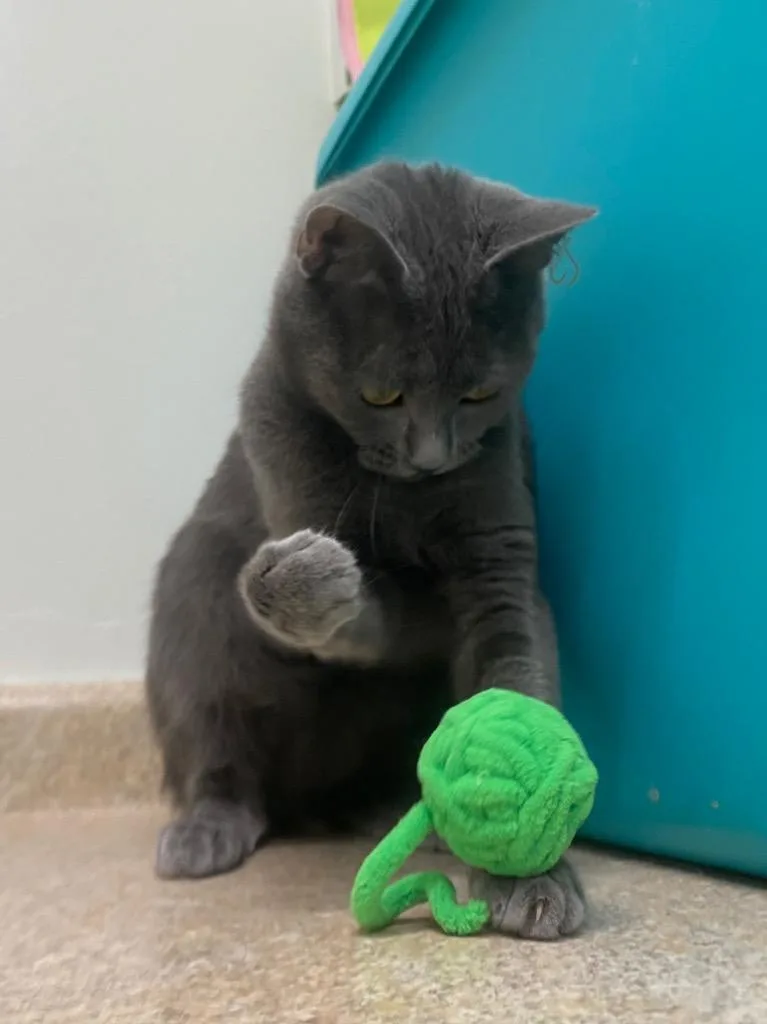An adult medium-sized female Domestic Short Hair cat named Eliza for adoption in Fall River, MA