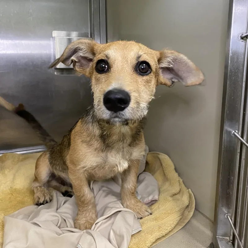 A baby small-sized male Yellow / Tan / Blond / Fawn Terrier dog named Banzai for adoption in Palm Springs, CA