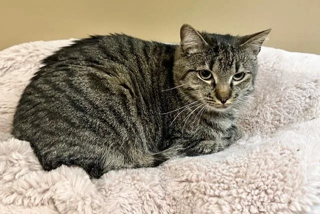 Tyson & Cole thumbnail 2